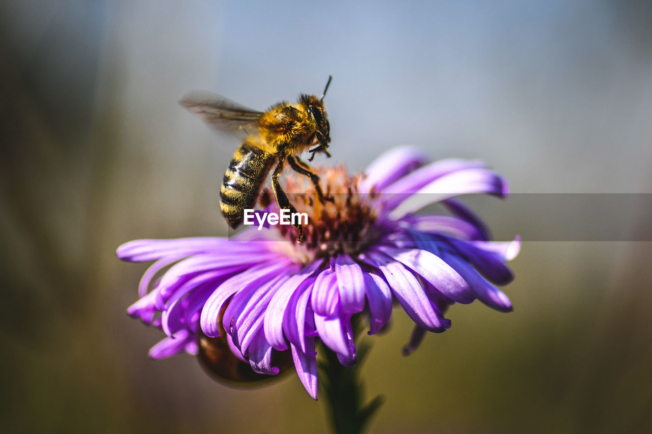 Close-up of bee pollinating on purple flower