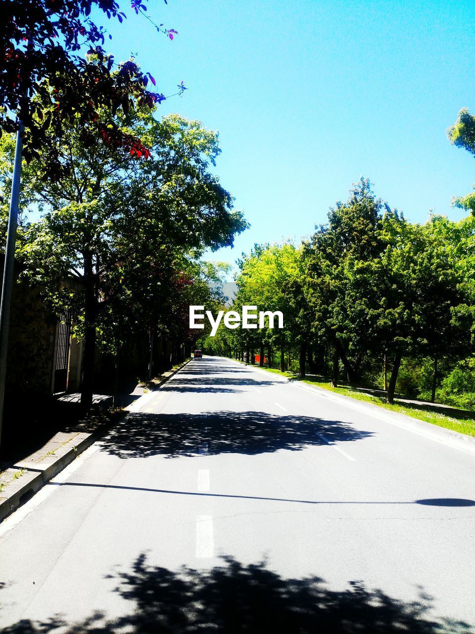 Empty road along trees