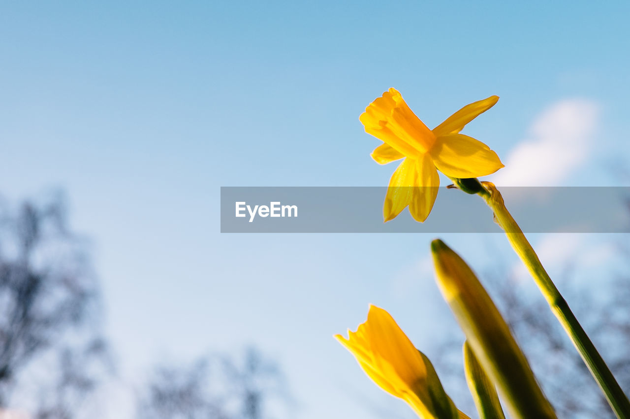 Close-up of yellow flower against sky