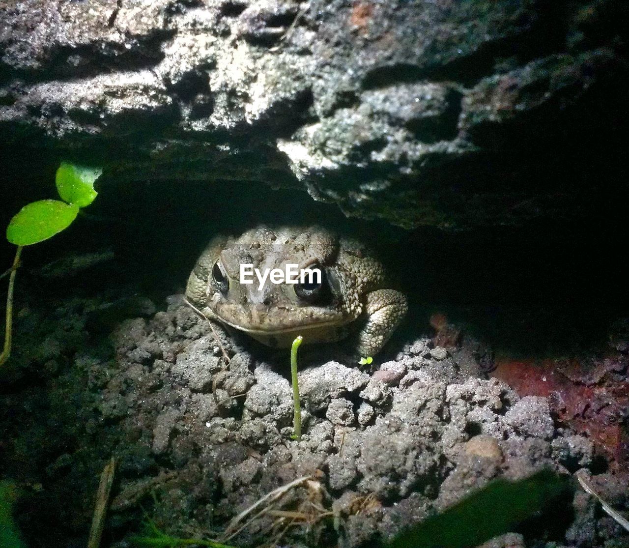 Frog sitting under the stone