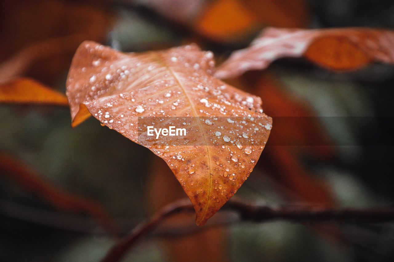 Close-up of raindrops on leaf during autumn