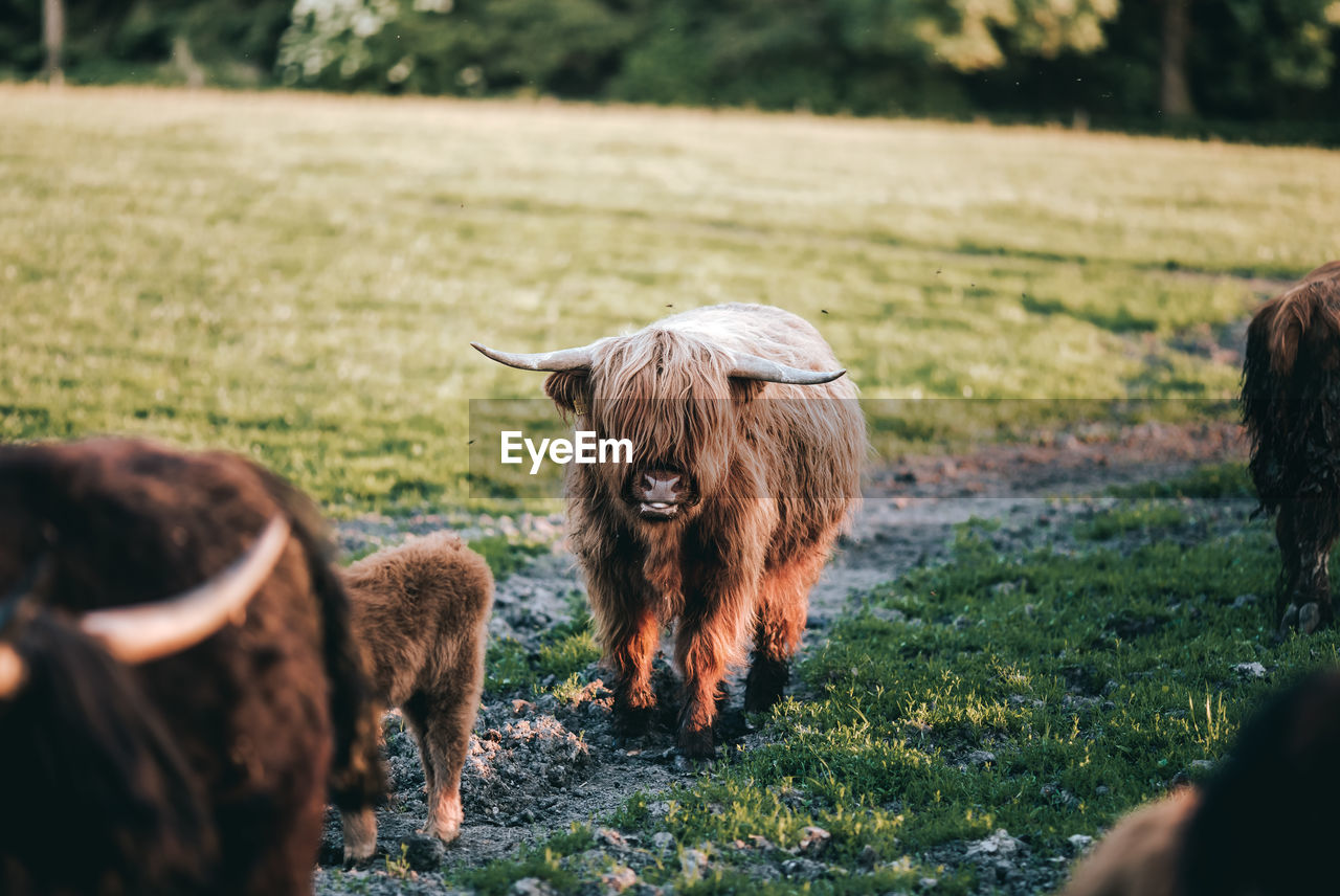 Cow standing on grassy field