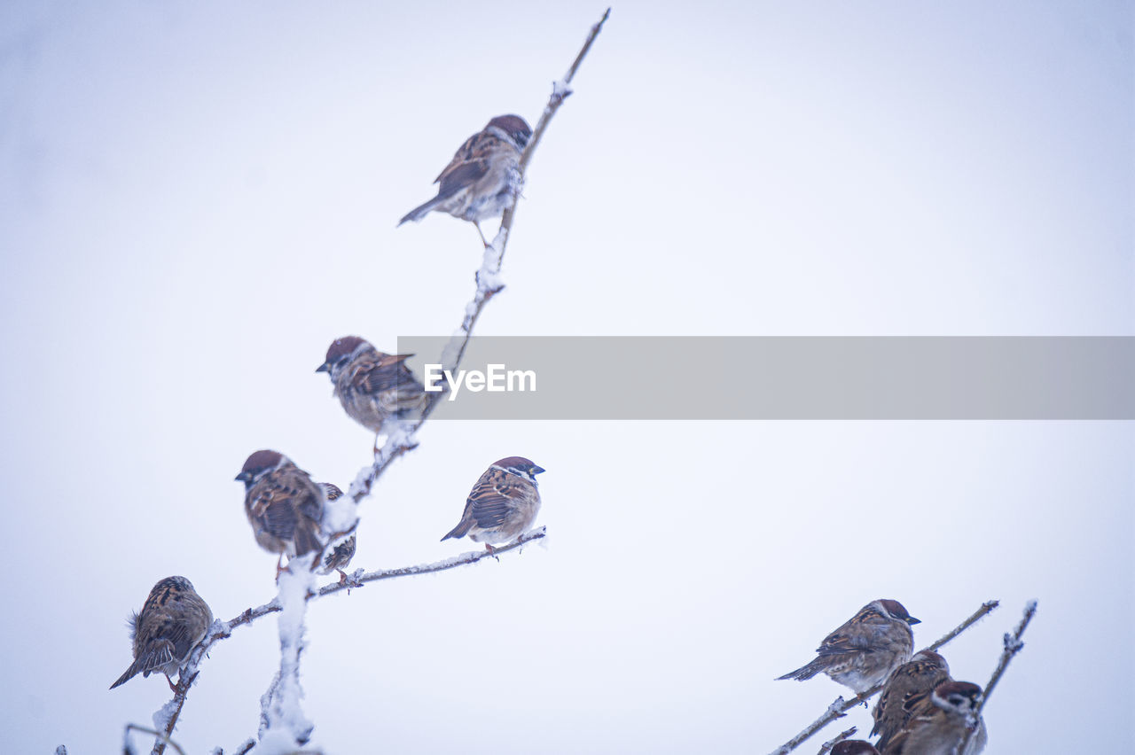 blue, nature, sky, bird, no people, clear sky, outdoors, animal, environment, animal themes, low angle view, day, winter, animal wildlife, flying, wildlife, group of animals