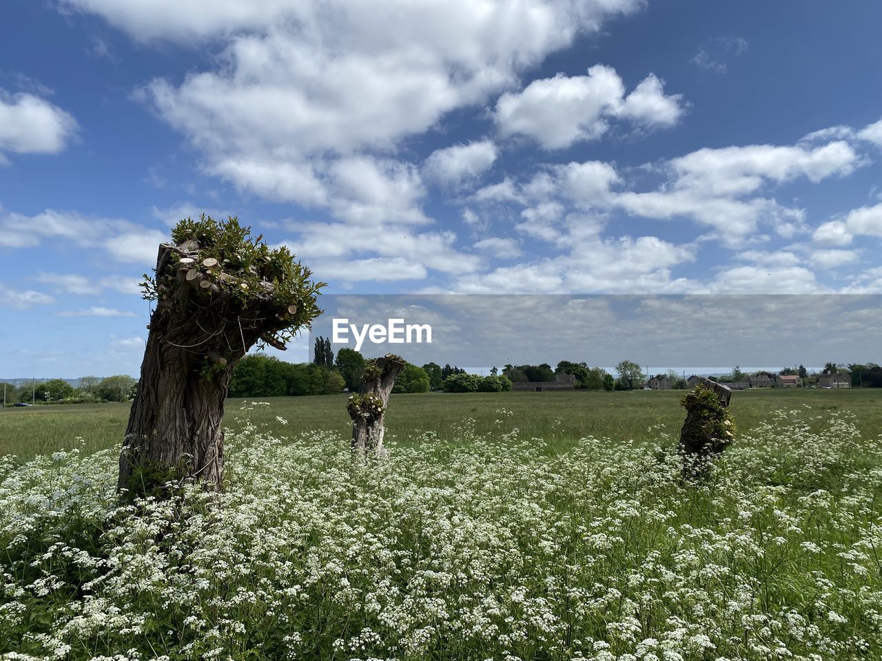 Trees on field against sky