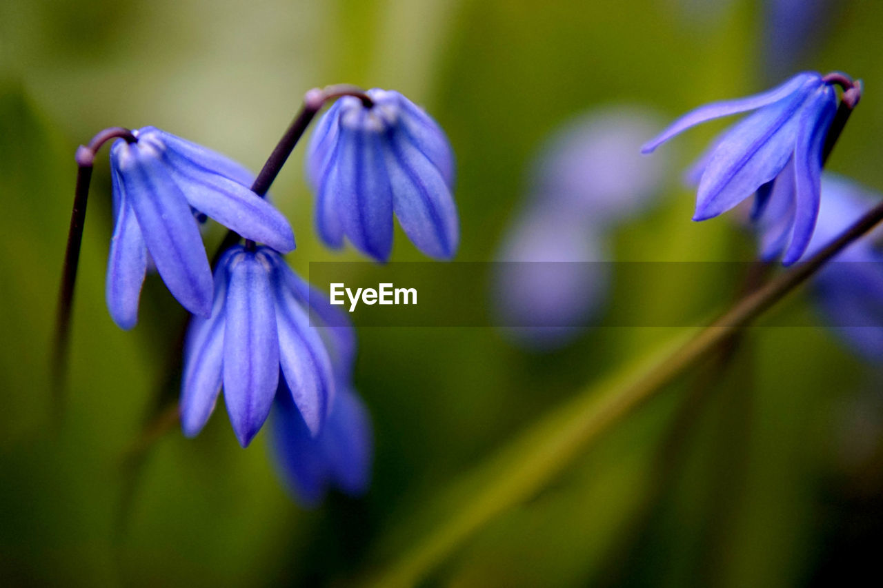 CLOSE-UP OF PURPLE IRIS FLOWER