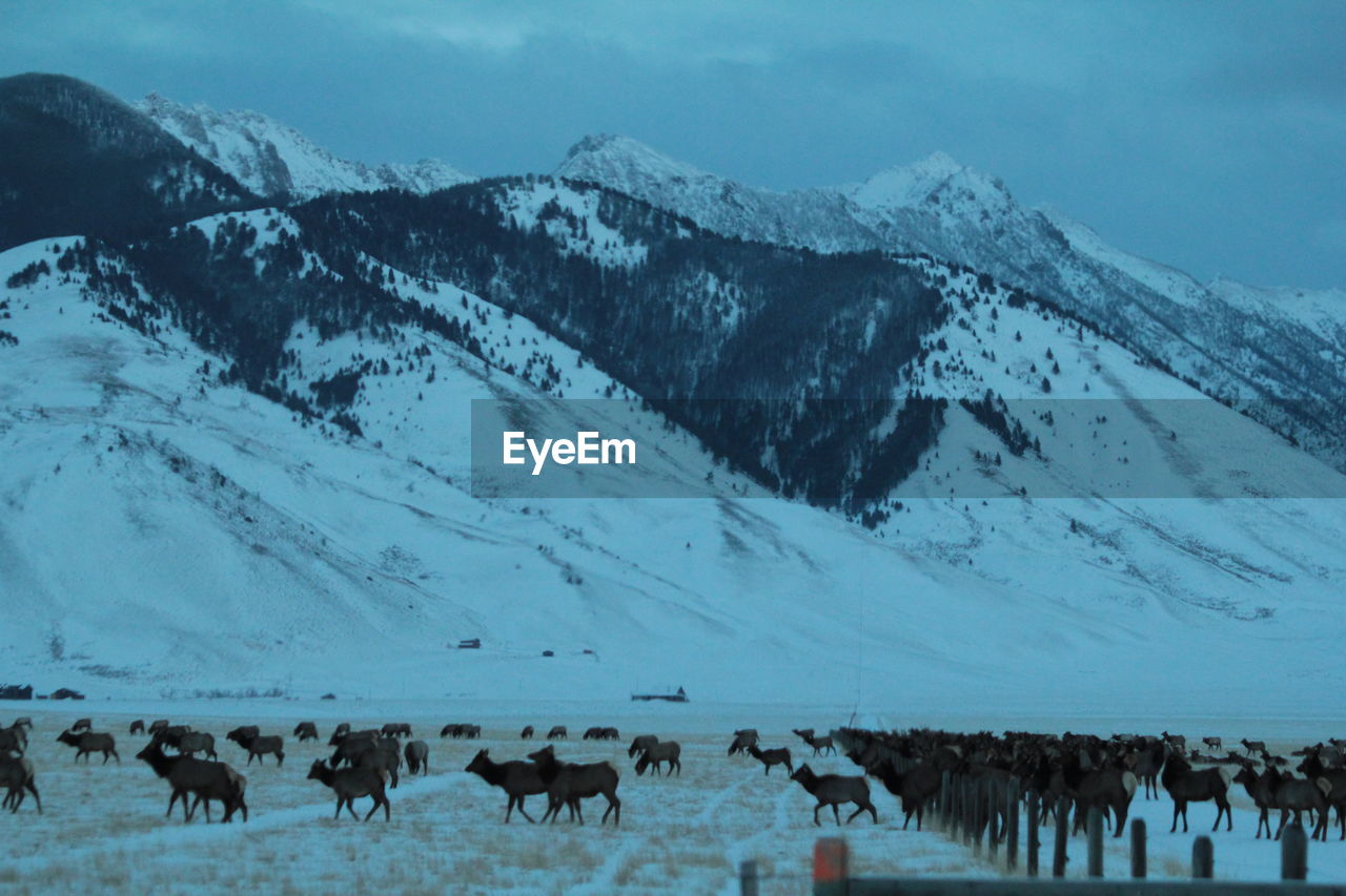 GROUP OF PEOPLE WALKING ON SNOW COVERED LAND