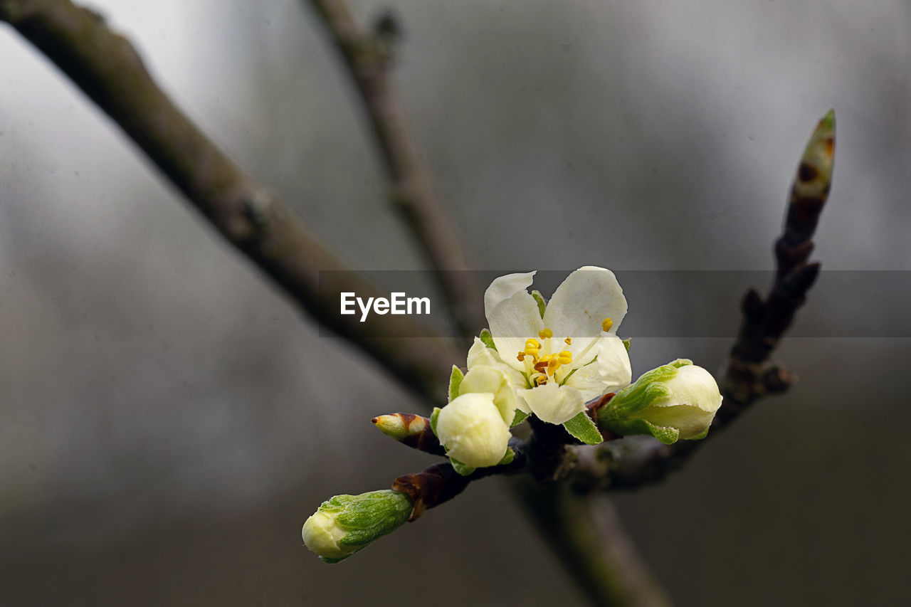 CLOSE-UP OF WHITE FLOWER BUDS ON PLANT