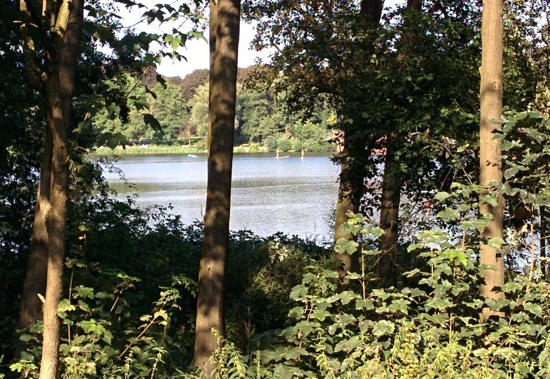 TREES IN POND