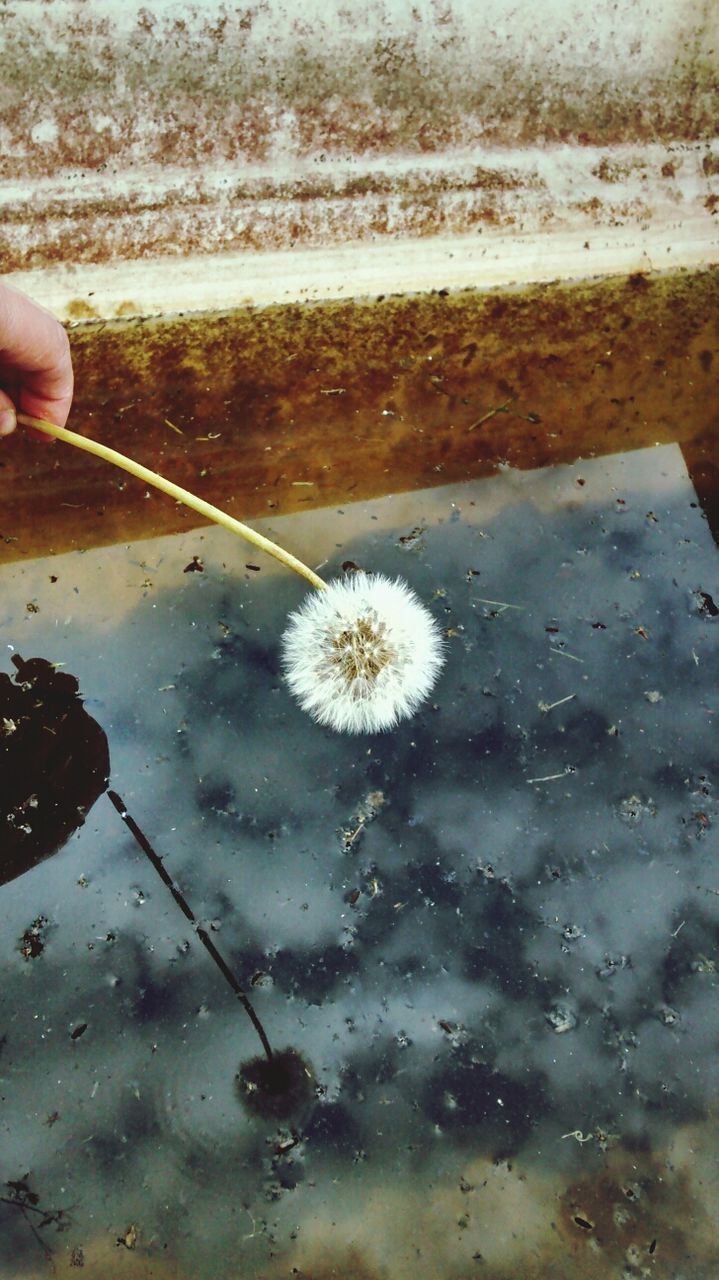 Close-up of hand holding dandelion flower against the lake