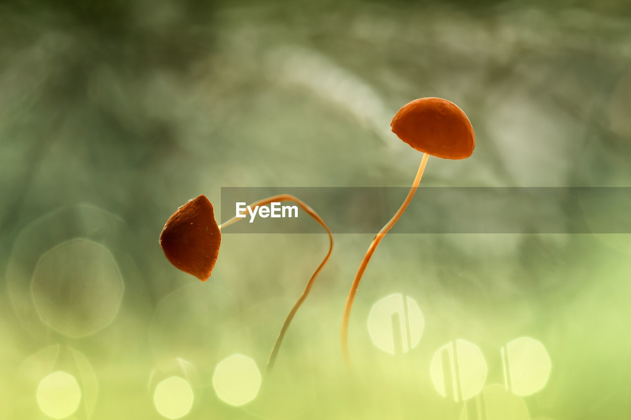 Low angle view of orange flowering plant