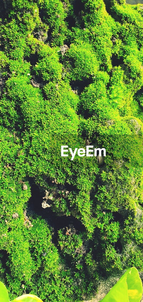 HIGH ANGLE VIEW OF PLANTS GROWING ON LAND