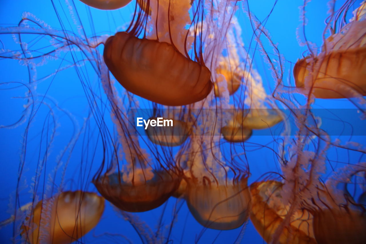 Sea nettle jellyfish swimming in monterey bay aquarium