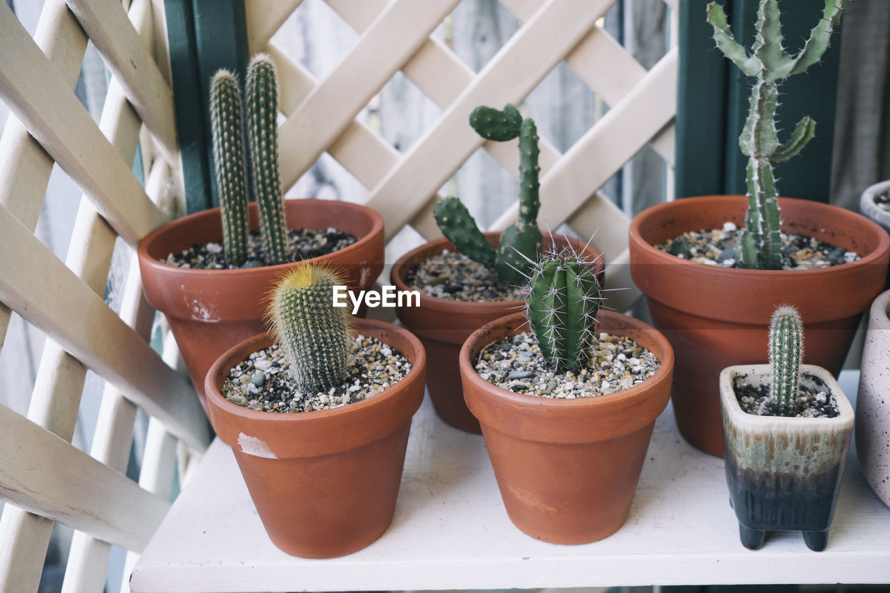 close-up of potted plants