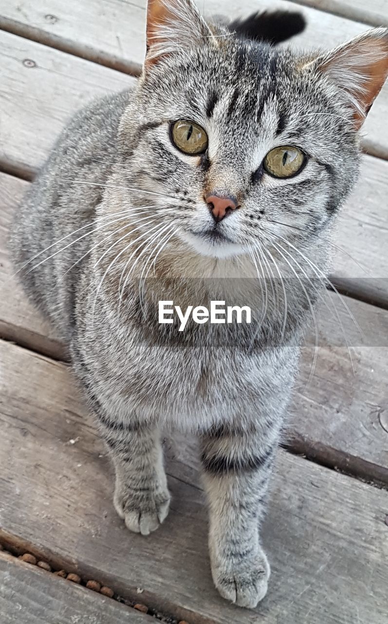 CLOSE-UP PORTRAIT OF CAT ON FLOOR