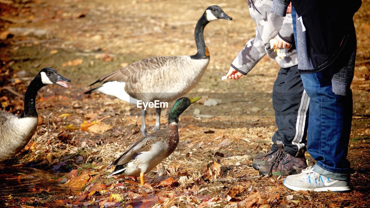 Low section of friends feeding birds on field