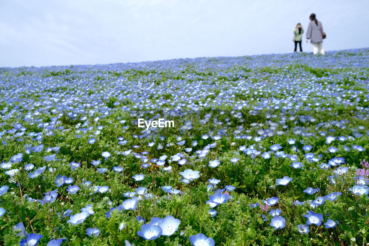 field, plant, flower, flowering plant, meadow, nature, grassland, beauty in nature, sky, land, two people, adult, natural environment, landscape, freshness, wildflower, men, women, environment, day, growth, grass, walking, leisure activity, togetherness, full length, rural scene, plain, scenics - nature, lifestyles, outdoors, female, tranquility, rural area, standing, non-urban scene, prairie, tranquil scene, emotion, fragility, rear view, horizon