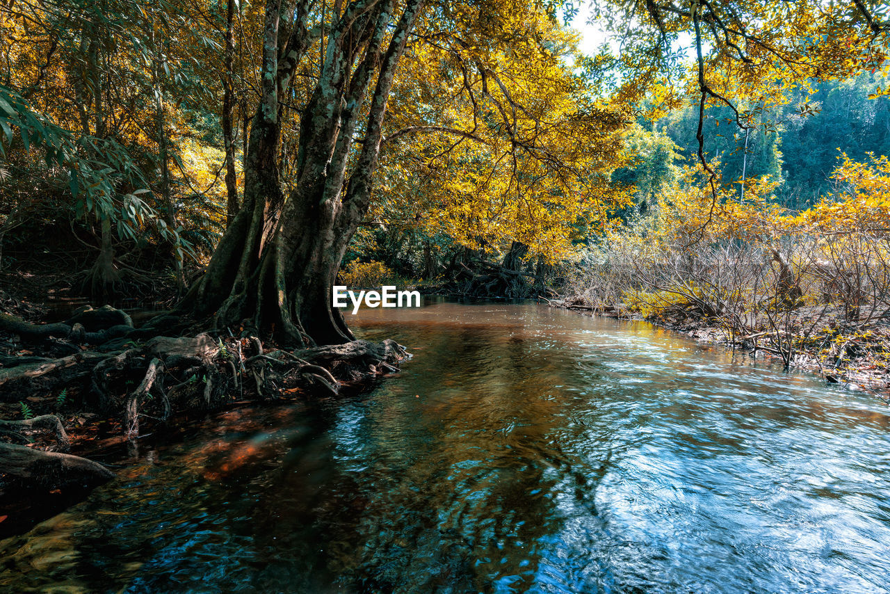 River amidst trees in forest during autumn