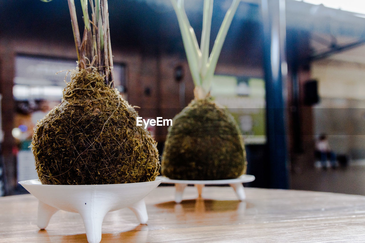 Close-up of potted plant on table