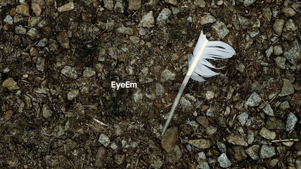 High angle view of feather on field