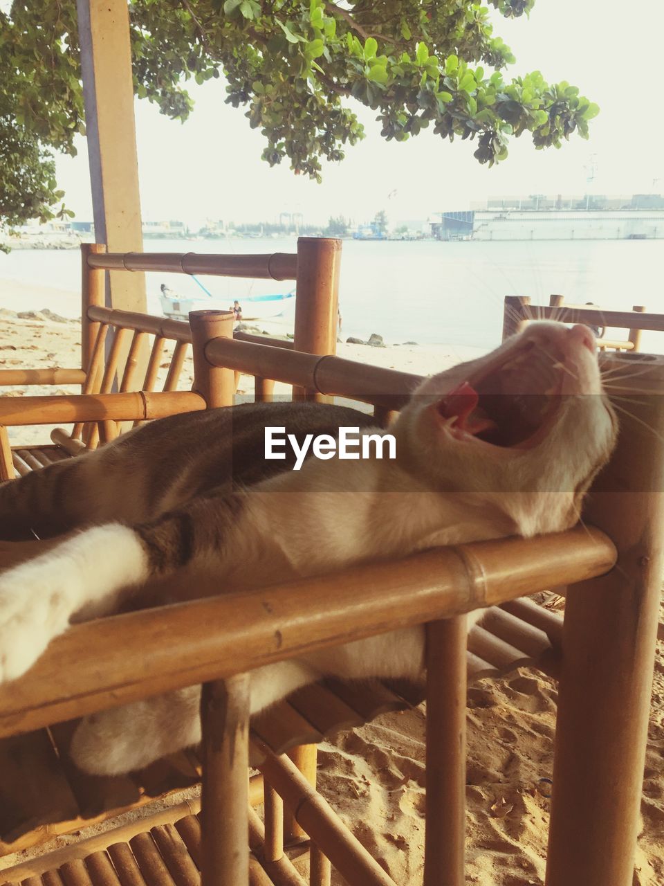 Cat yawning on chair at beach