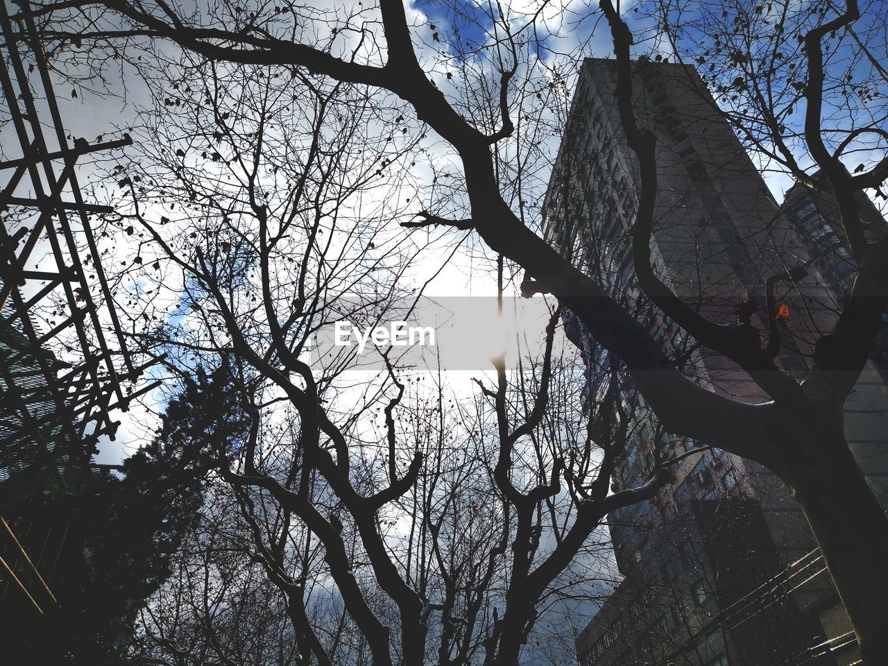 LOW ANGLE VIEW OF TREES IN FOREST