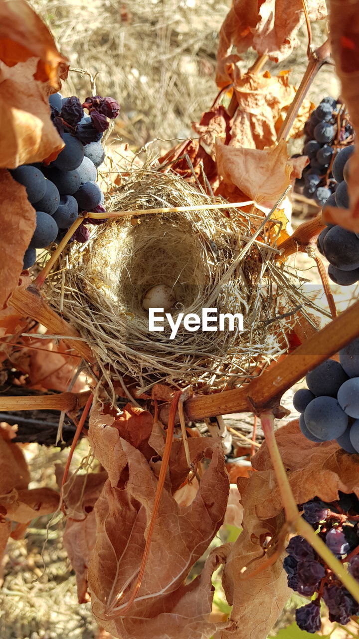 HIGH ANGLE VIEW OF EGGS IN NEST ON GROUND