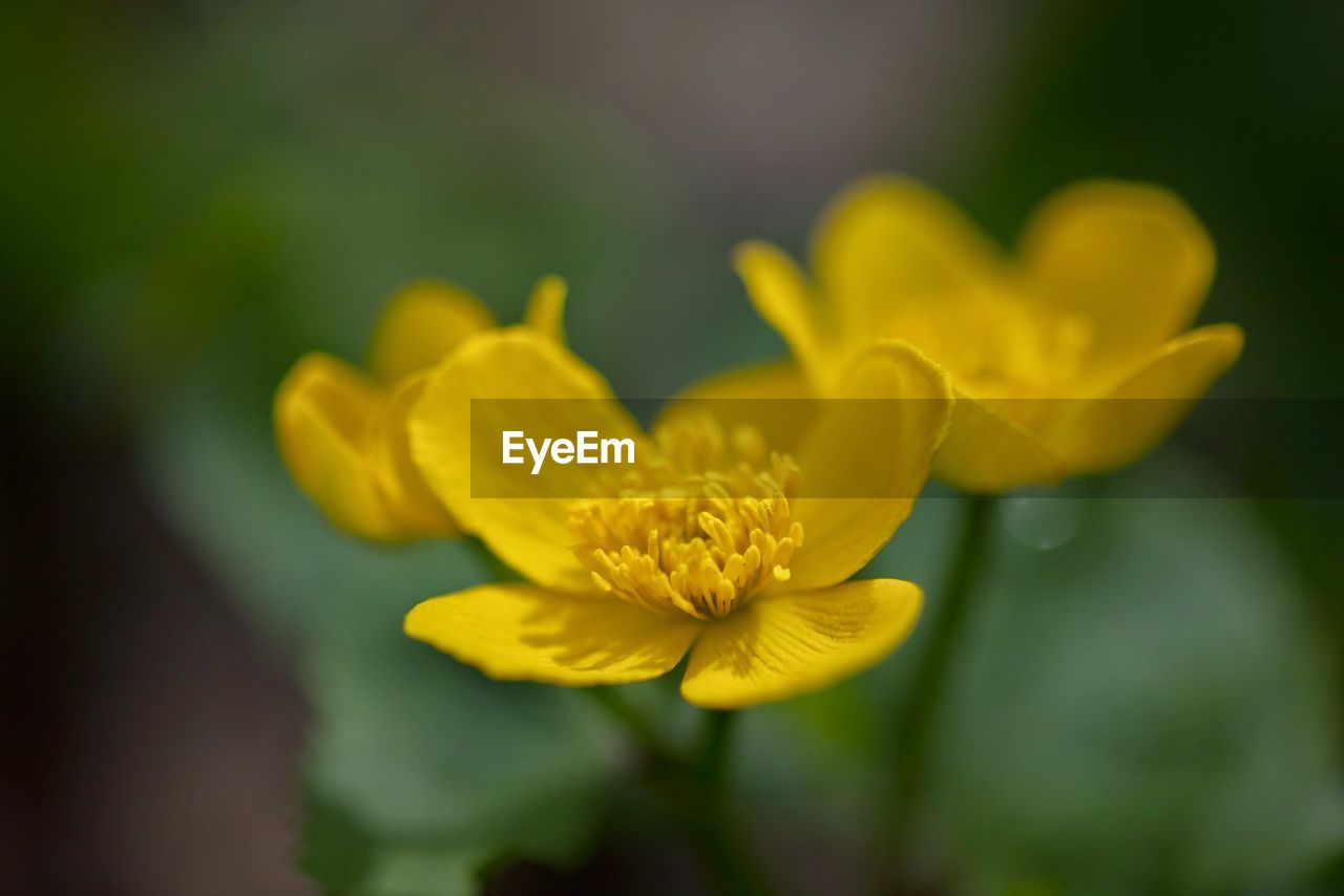 Close-up of yellow flowers