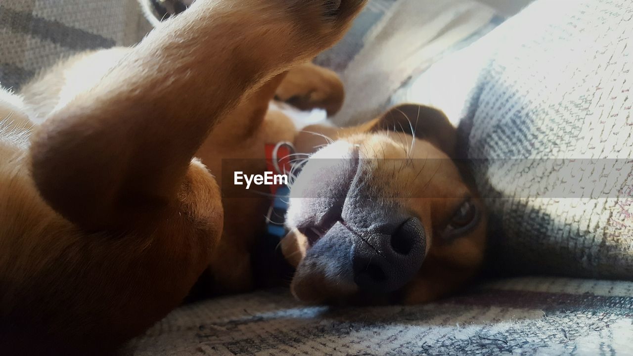 CLOSE-UP OF DOG RELAXING ON BED