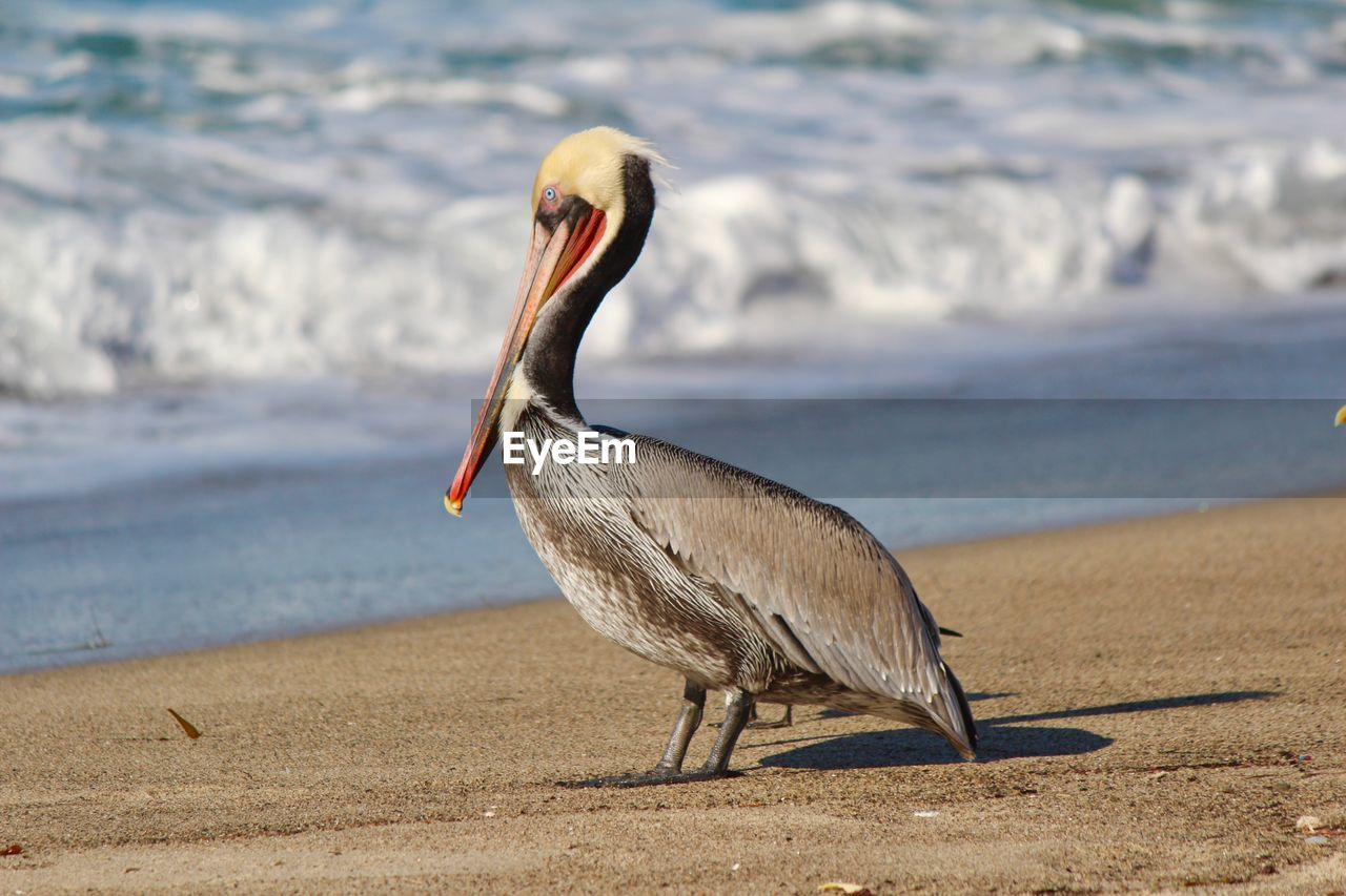 CLOSE-UP OF A BIRD ON BEACH