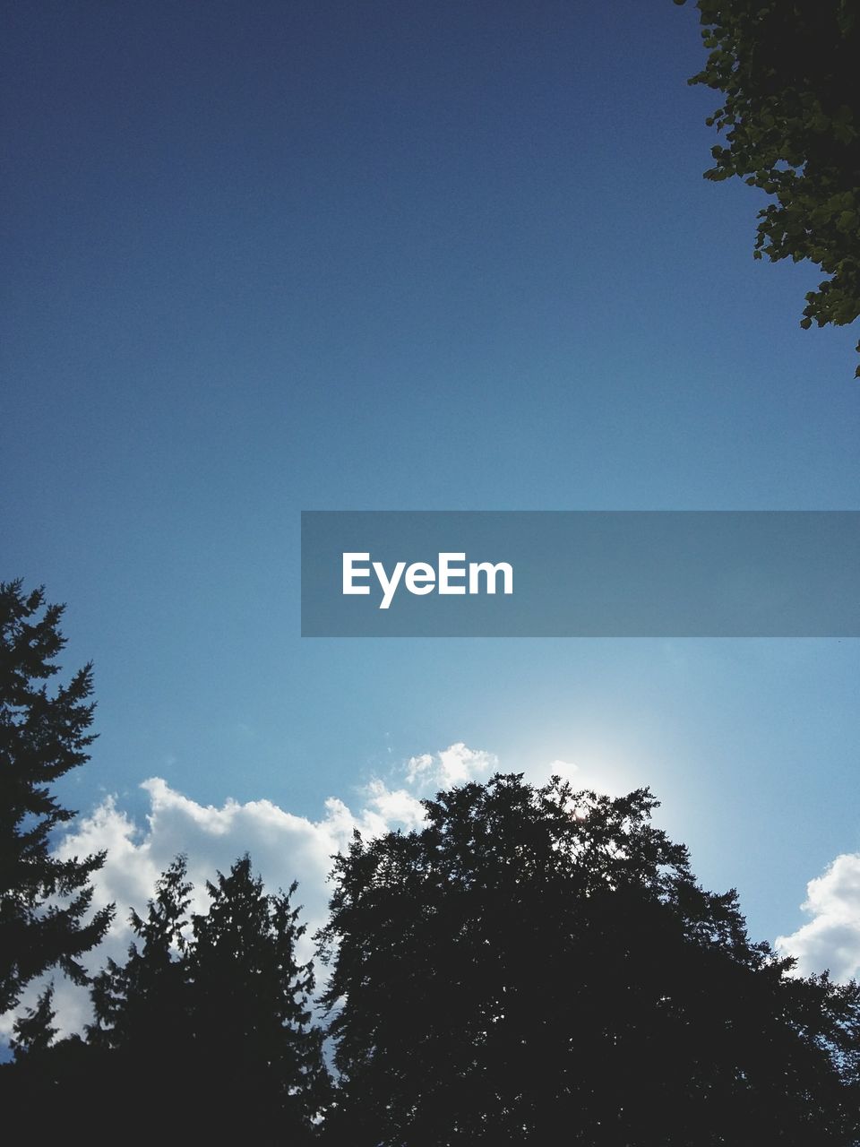 Low angle view of trees against blue sky