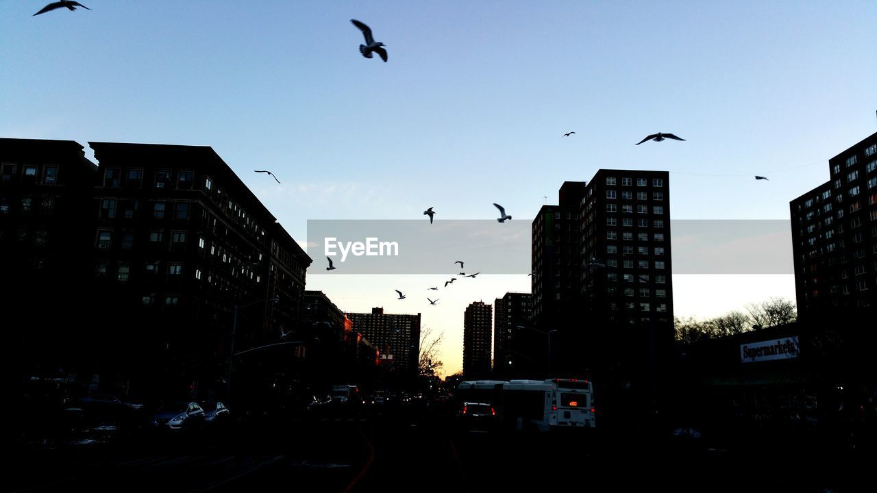 LOW ANGLE VIEW OF BIRDS FLYING OVER CITY