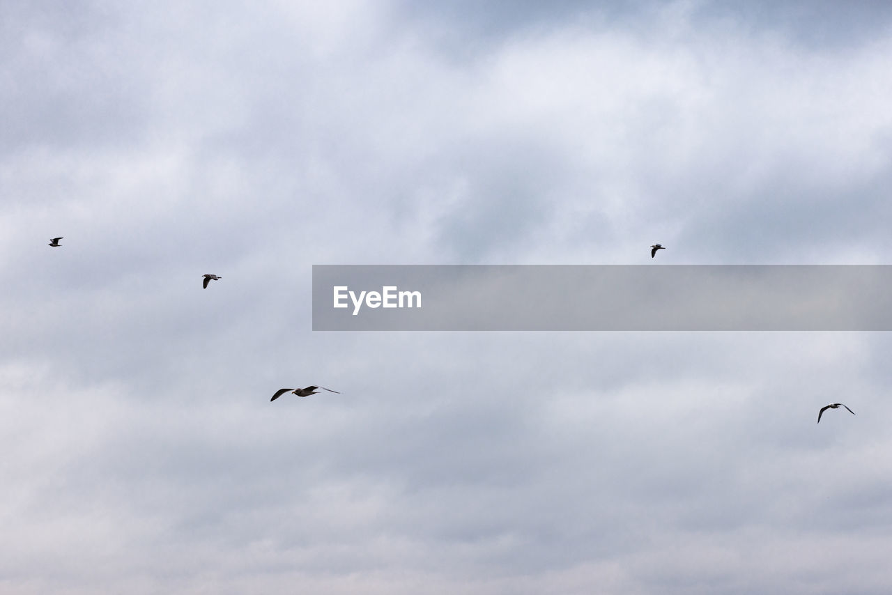 Group of seagulls flying under the cloudy sky of the new york