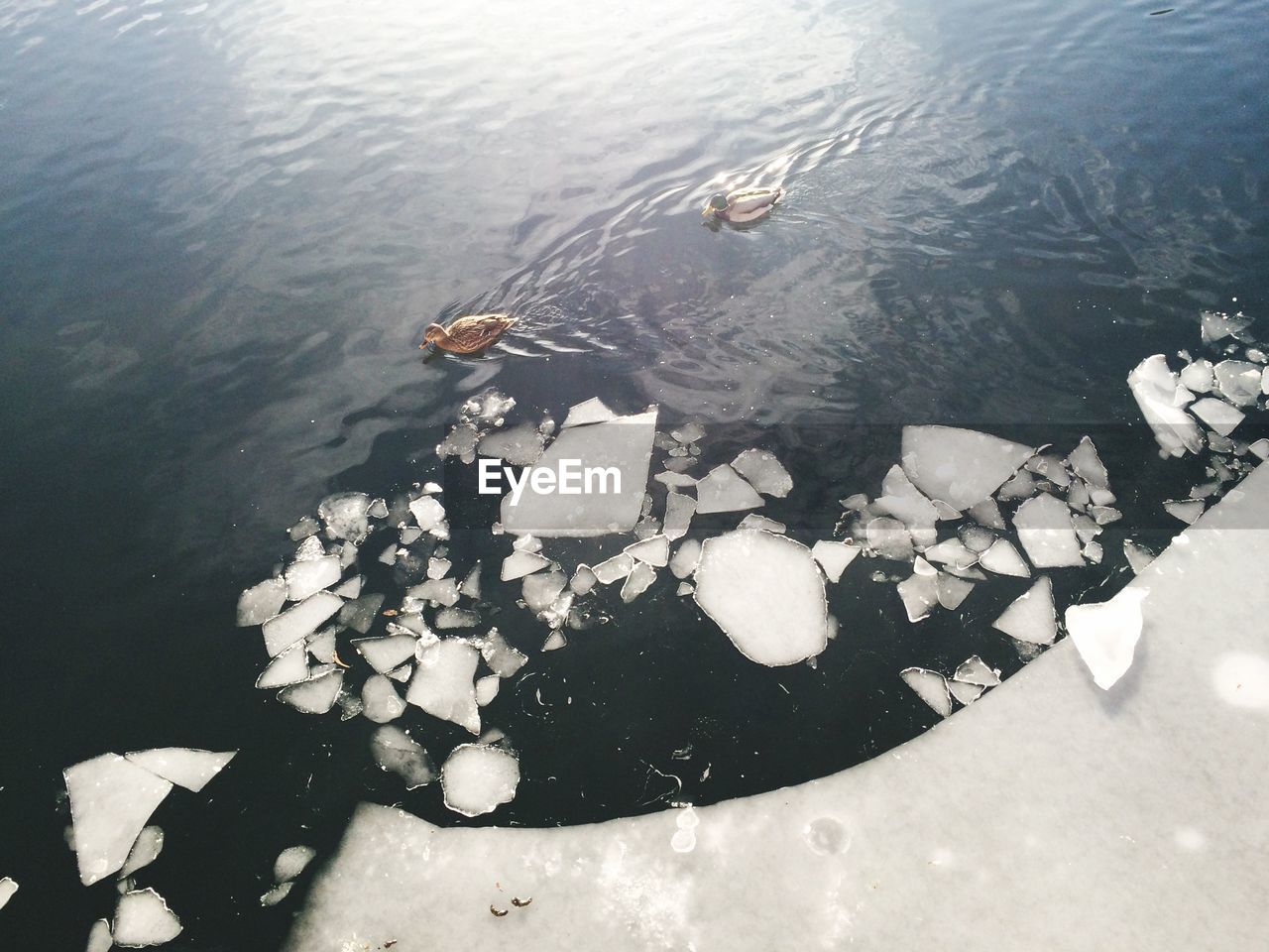 High angle view of mallard ducks swimming in frozen lake