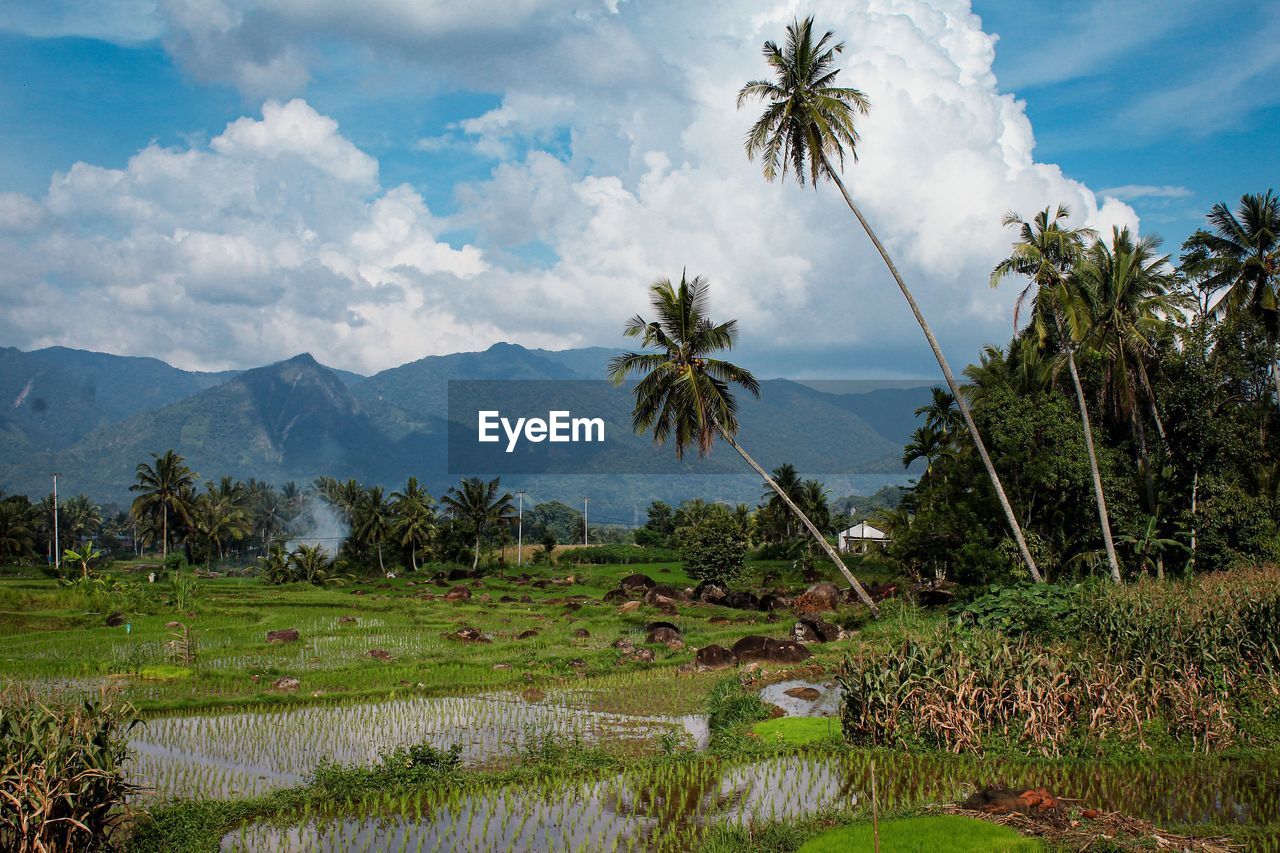 Scenic view of palm trees on landscape against sky