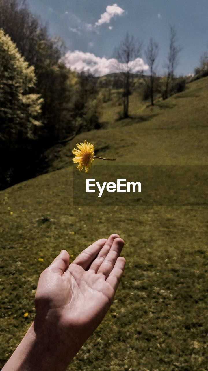Cropped hand holding yellow flower on air