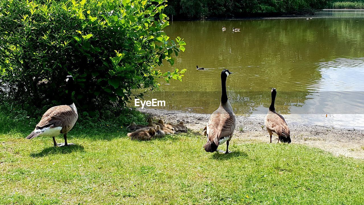 VIEW OF BIRDS IN LAKE