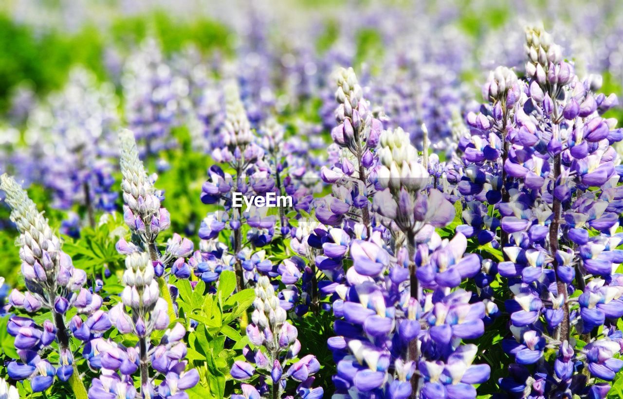 Close-up of purple flowering plants on field