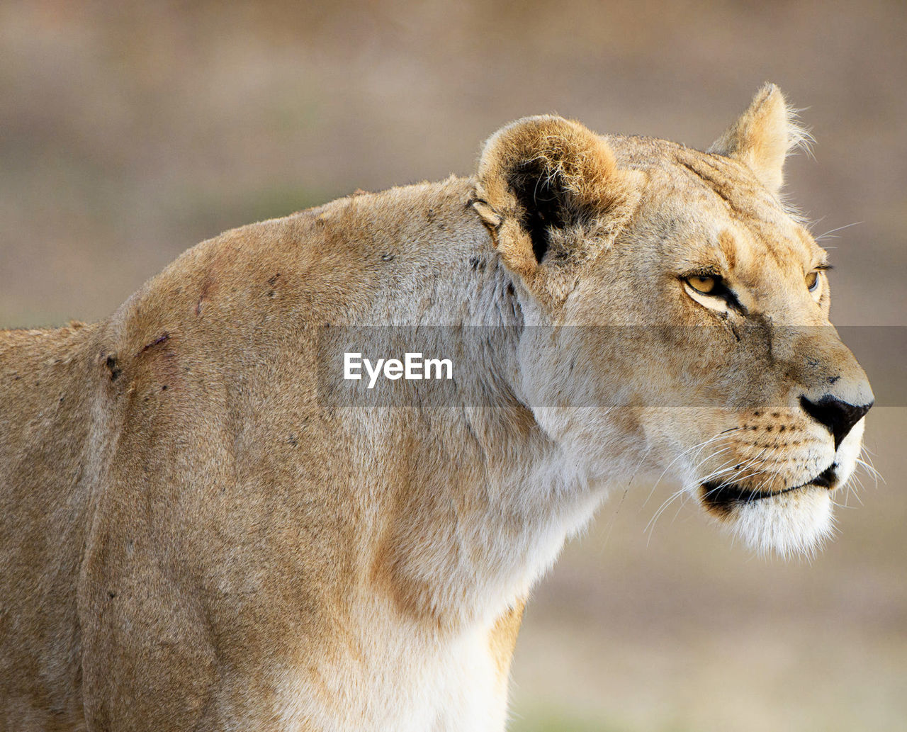 Close-up of a cat looking away