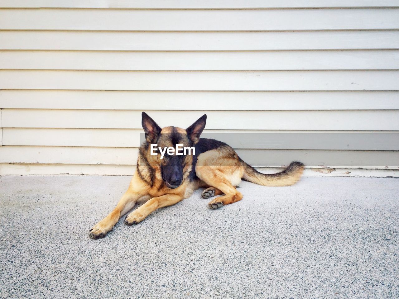 High angle view of german shepherd on street against wall