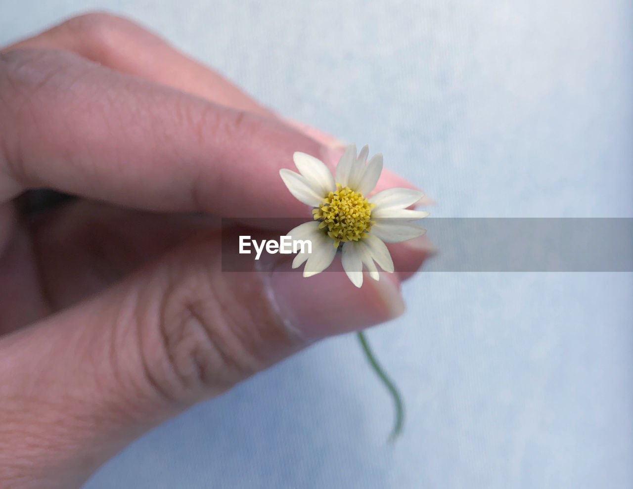 Close-up of hand holding flower