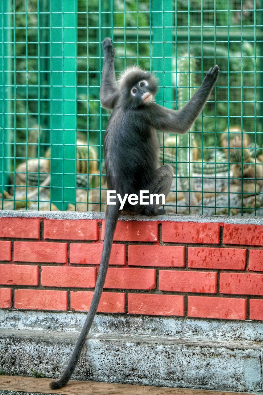 Portrait of leaf monkey sitting and holding cage