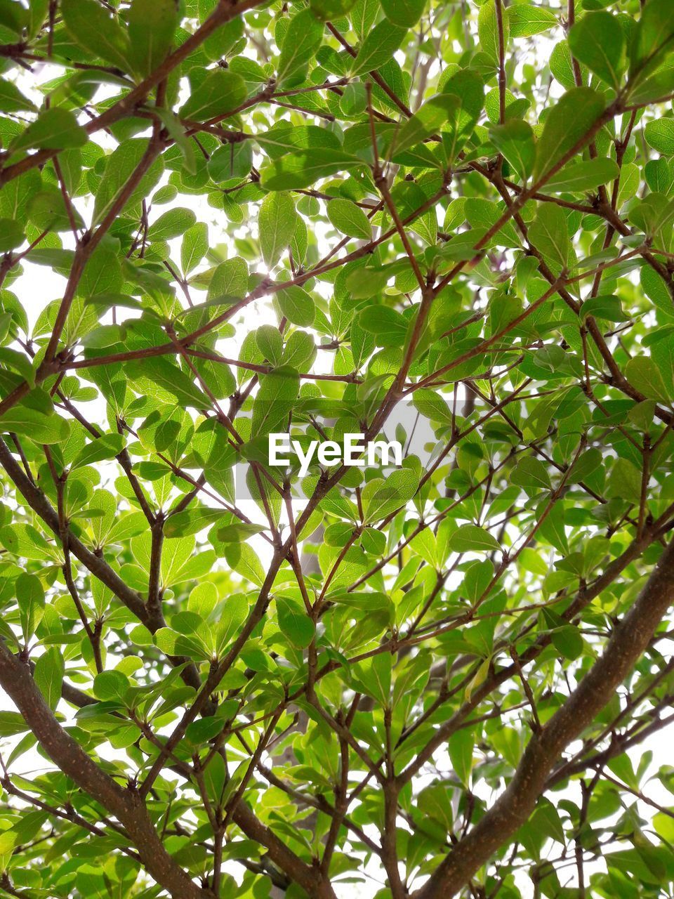 LOW ANGLE VIEW OF GREEN TREE