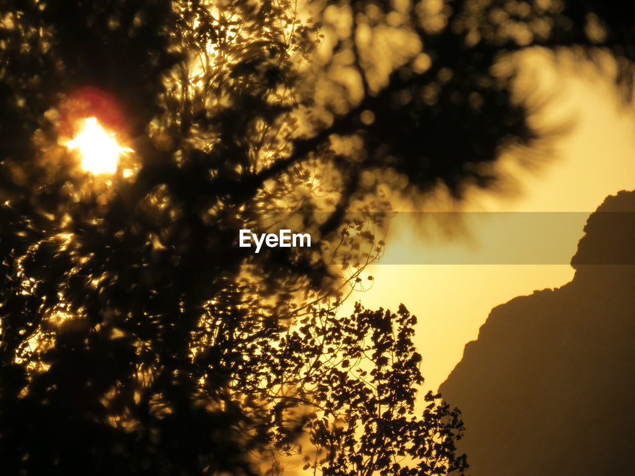 TREES AT SUNSET