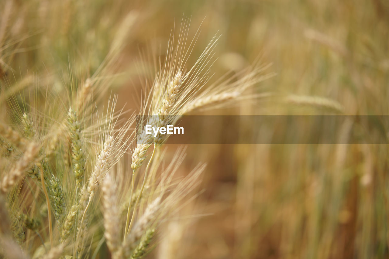 Yellow wheat barley rice growing in paddy field in farmland