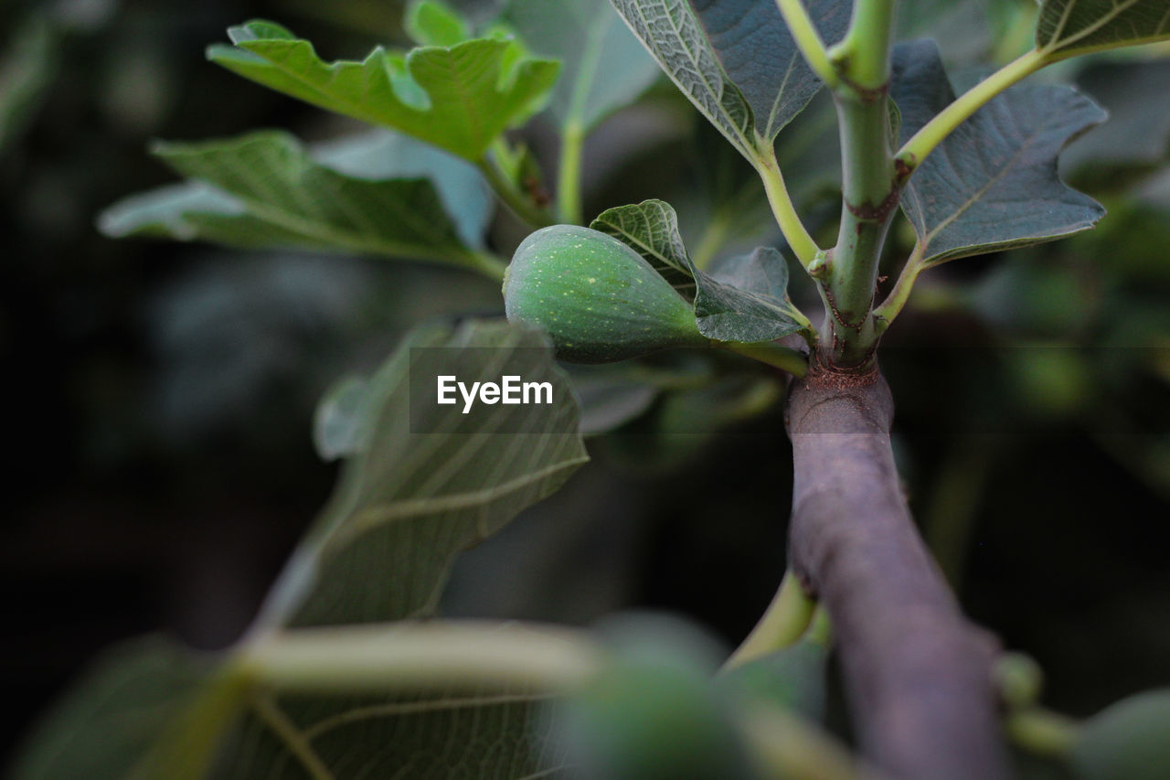 CLOSE-UP OF FRUIT GROWING ON PLANT