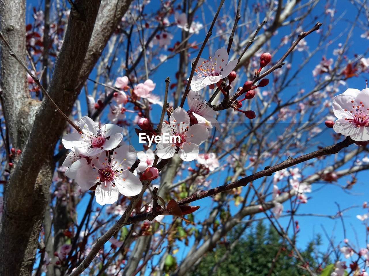 Flowers of a plum plant