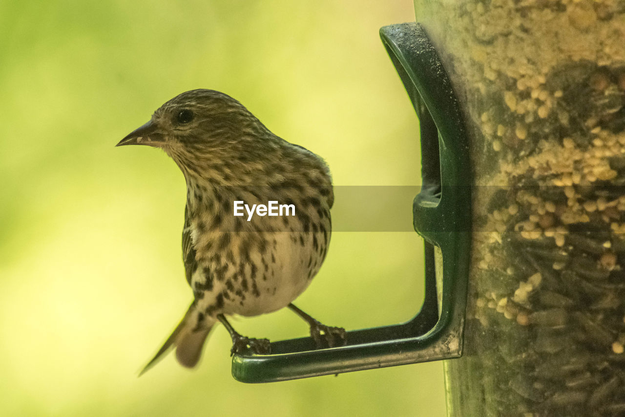 CLOSE-UP OF A BIRD PERCHING ON A METAL