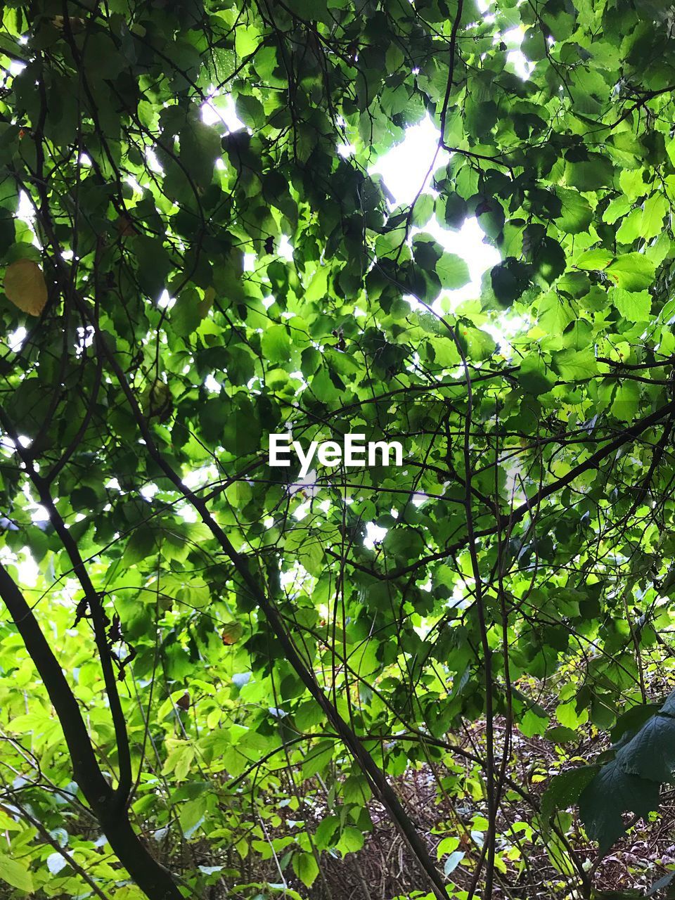 LOW ANGLE VIEW OF TREE IN THE FOREST