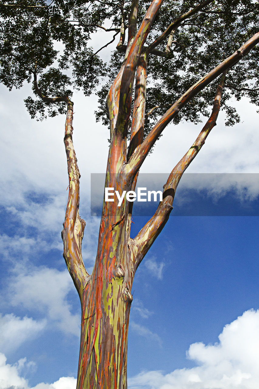 LOW ANGLE VIEW OF TREE AGAINST BLUE SKY