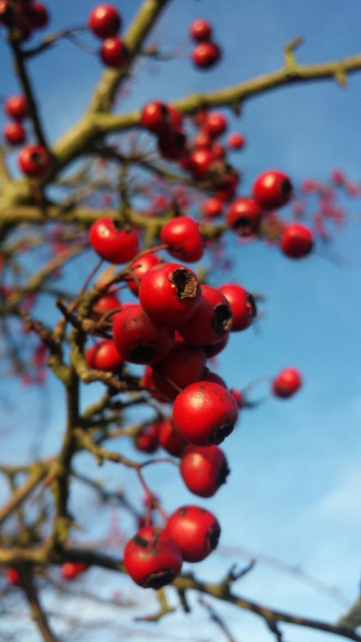 Close-up of rowanberries on tree against sky